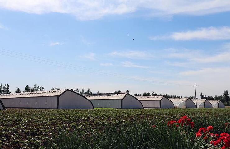 漳州蔬菜配送基地-佳惠鮮公司