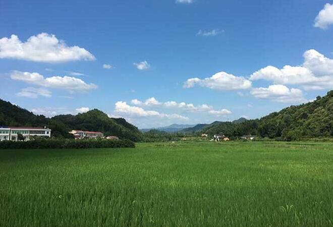 佳惠鮮蔬菜基地