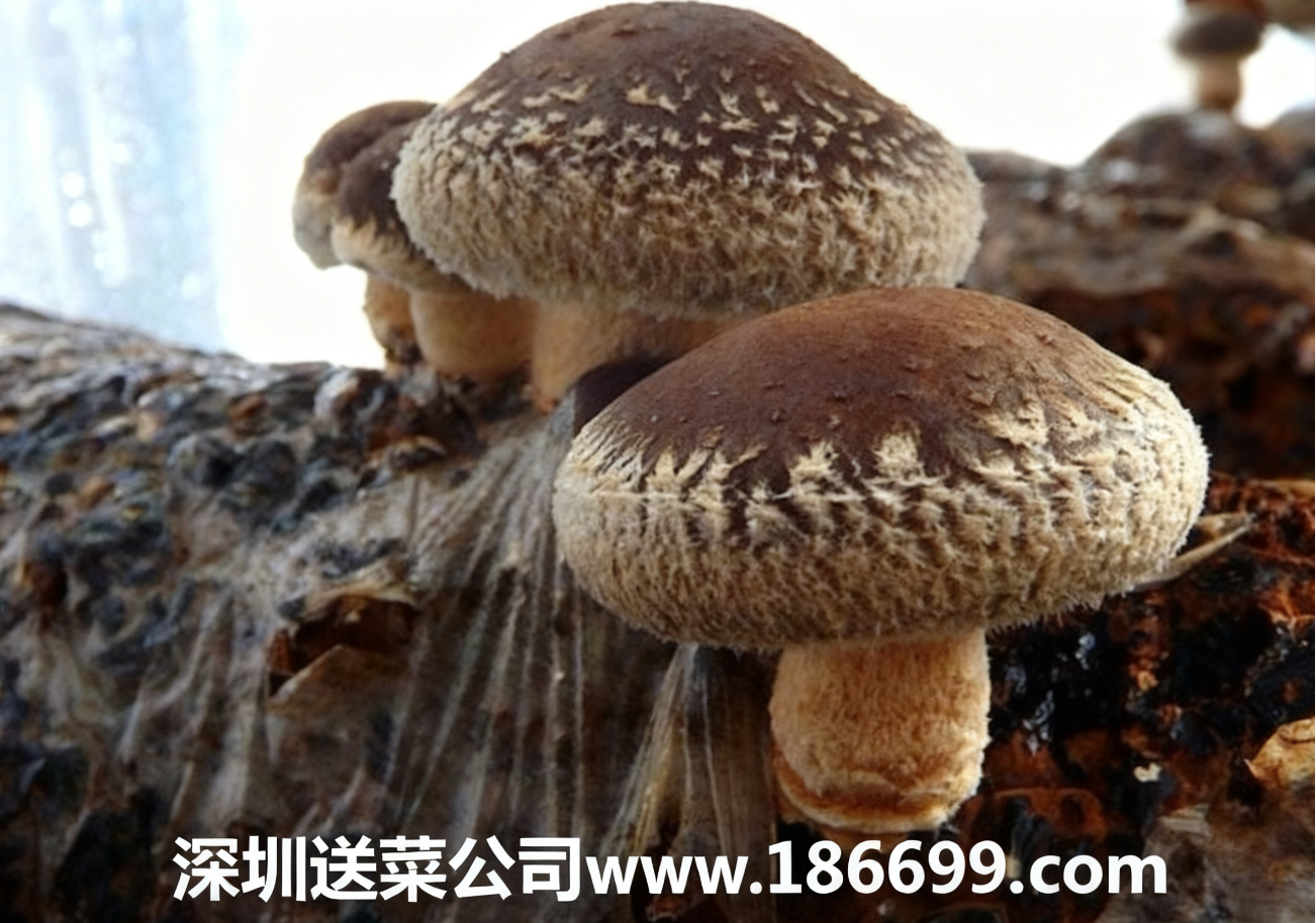 微信圖片_20251130233538_153_9.png