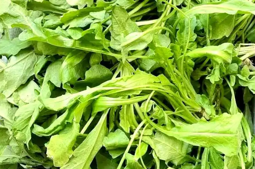 比牛奶更能補鈣的綠葉菜，你可能都沒吃對